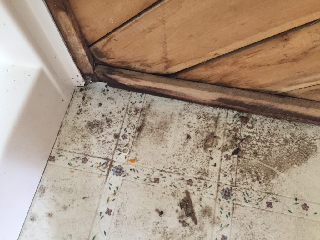 Bathhouse water damage and mold. Bathhouse water damage and mold.